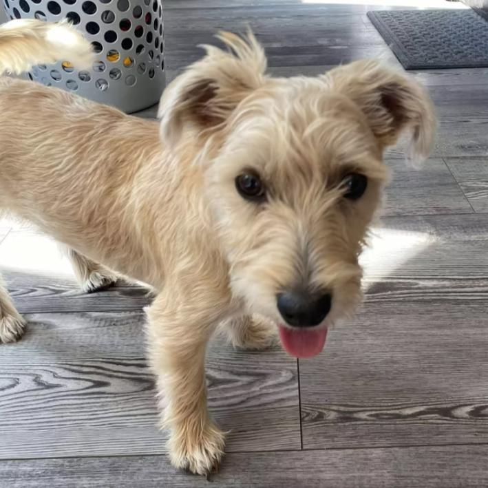 Lexus, an adoptable Maltese, Yorkshire Terrier in Grand Forks, ND, 58203 | Photo Image 1