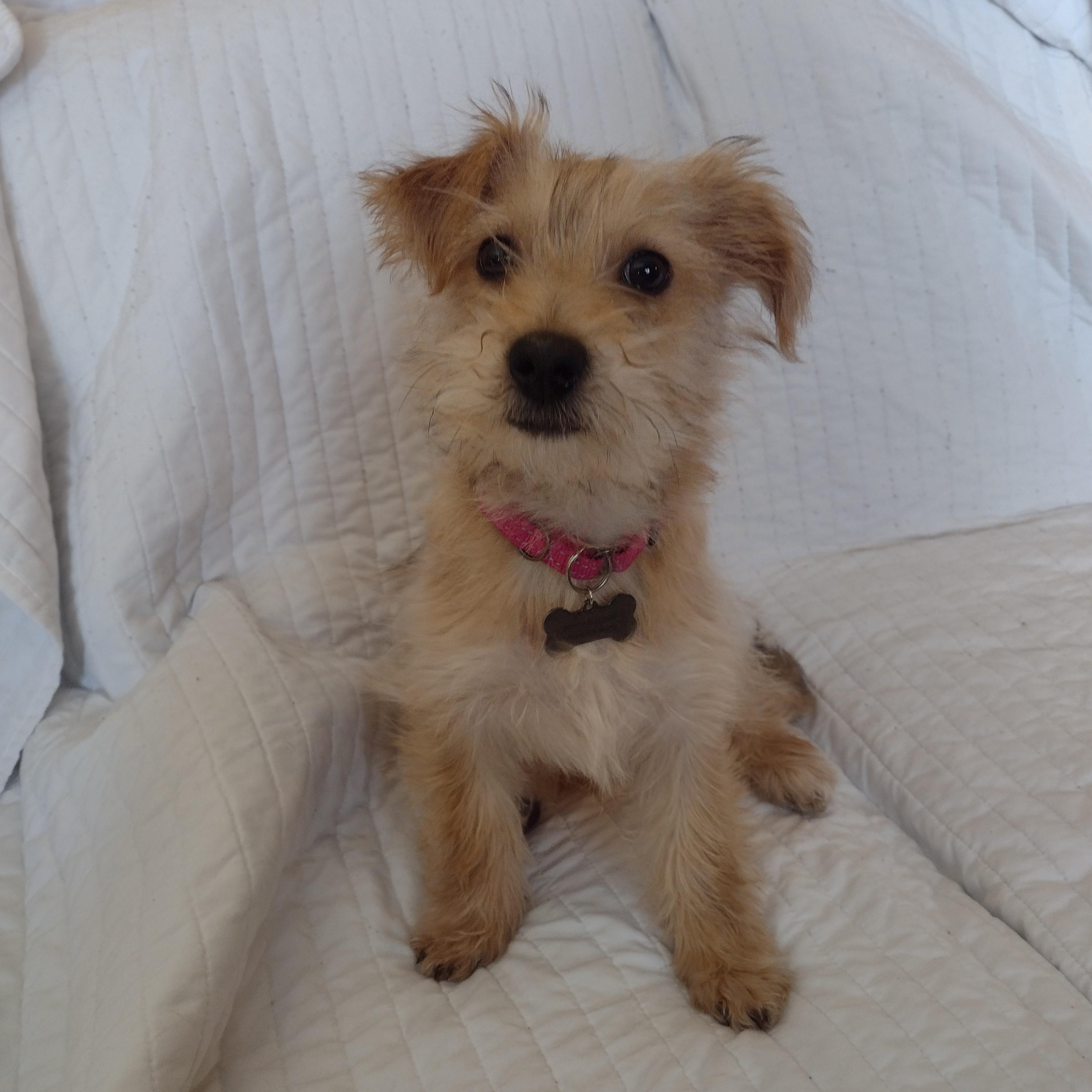 Lexus, an adoptable Maltese, Yorkshire Terrier in Grand Forks, ND, 58203 | Photo Image 2