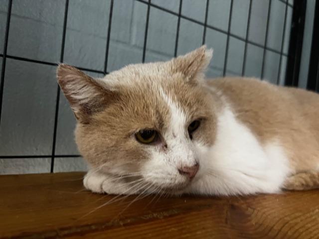 Jack Clawford, ADOPTABLE, Adult Male Domestic Short Hair.