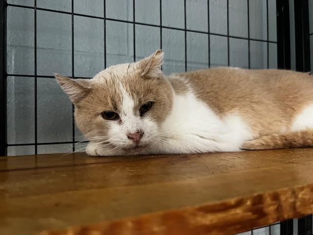 Enlarge Jack Clawford, a ADOPTABLE Domestic Short Hair in Bryan, OH image 3/3