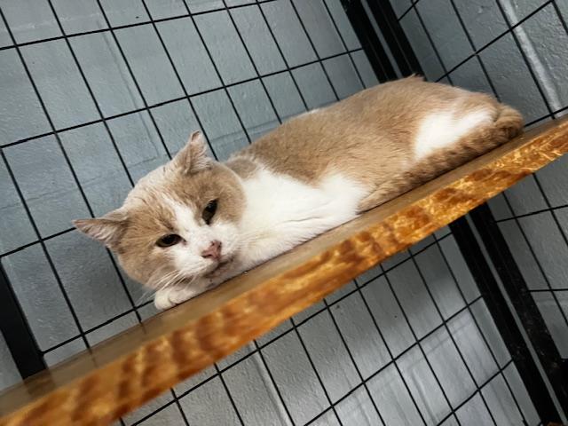 Enlarge Jack Clawford, a ADOPTABLE Domestic Short Hair in Bryan, OH image 2/3