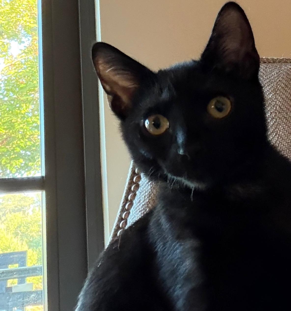 The Marvelous Mr. Macchiato, a Adoptable Domestic Short Hair in Boston, MA image 2/5