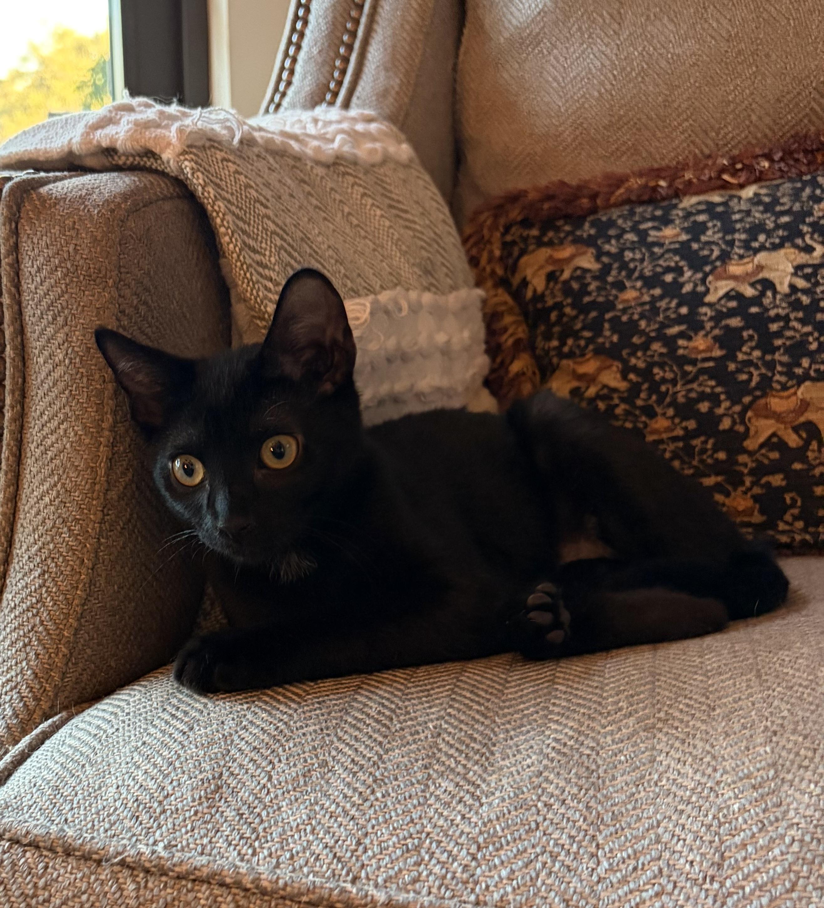 The Marvelous Mr. Macchiato, a Adoptable Domestic Short Hair in Boston, MA image 5/5