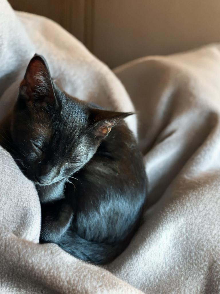 The Marvelous Mr. Macchiato, a Adoptable Domestic Short Hair in Boston, MA image 4/5