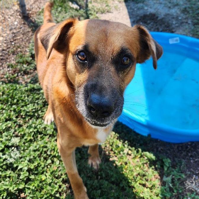 Mowgli, Adoptable, Adult Male Shepherd & Mixed Breed.