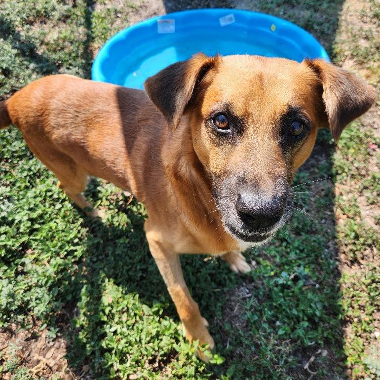 Enlarge Mowgli, a Adoptable mixed breed in Corpus Christi, TX image 2/6