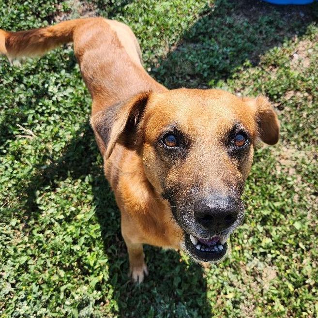 Enlarge Mowgli, a Adoptable mixed breed in Corpus Christi, TX image 3/6