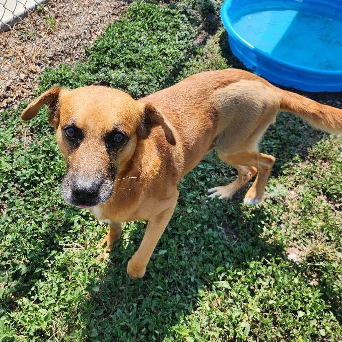 Enlarge Mowgli, a Adoptable mixed breed in Corpus Christi, TX image 4/6