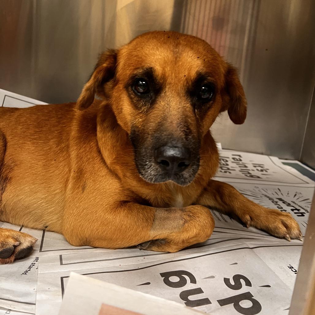 Enlarge Mowgli, a Adoptable mixed breed in Corpus Christi, TX image 5/6
