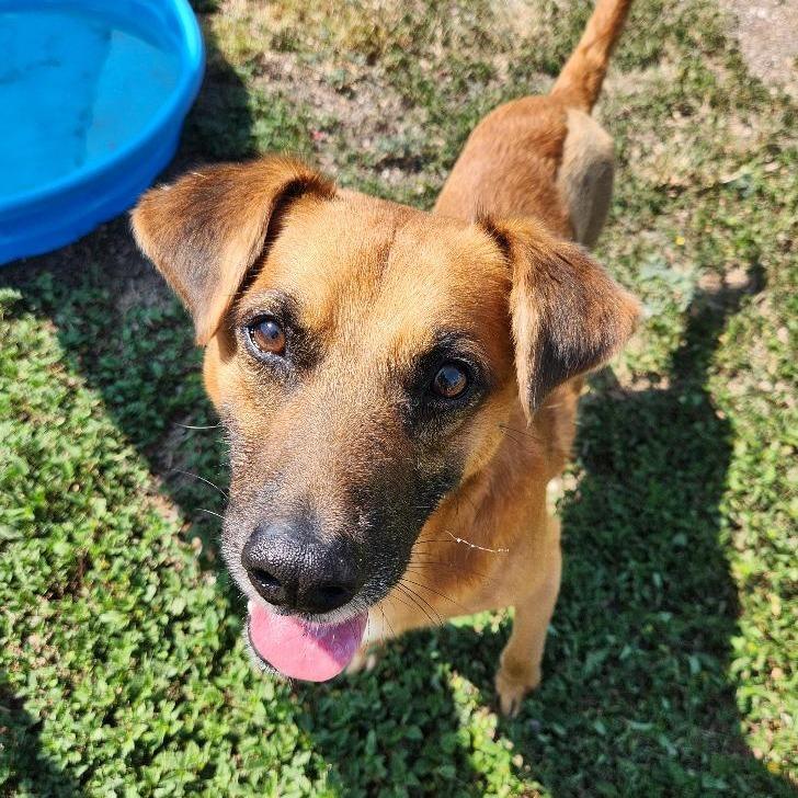Enlarge Mowgli, a Adoptable mixed breed in Corpus Christi, TX image 6/6