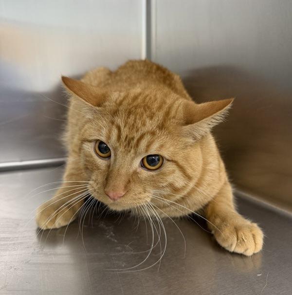 Chungus, Adoptable, Young Male Domestic Short Hair.