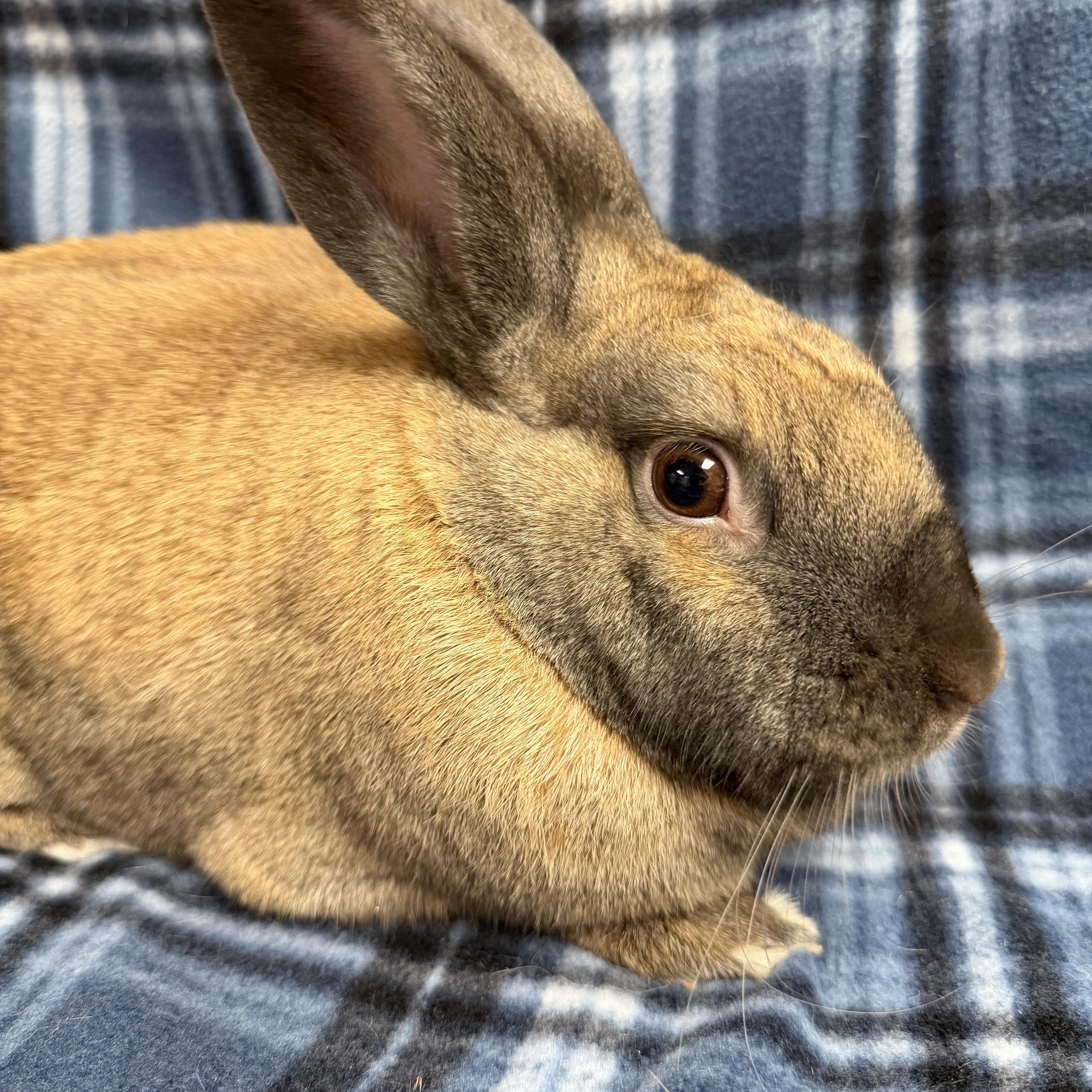 Yarrow: video!!, a ADOPTABLE Cinnamon in Edinburg, PA image 2/6