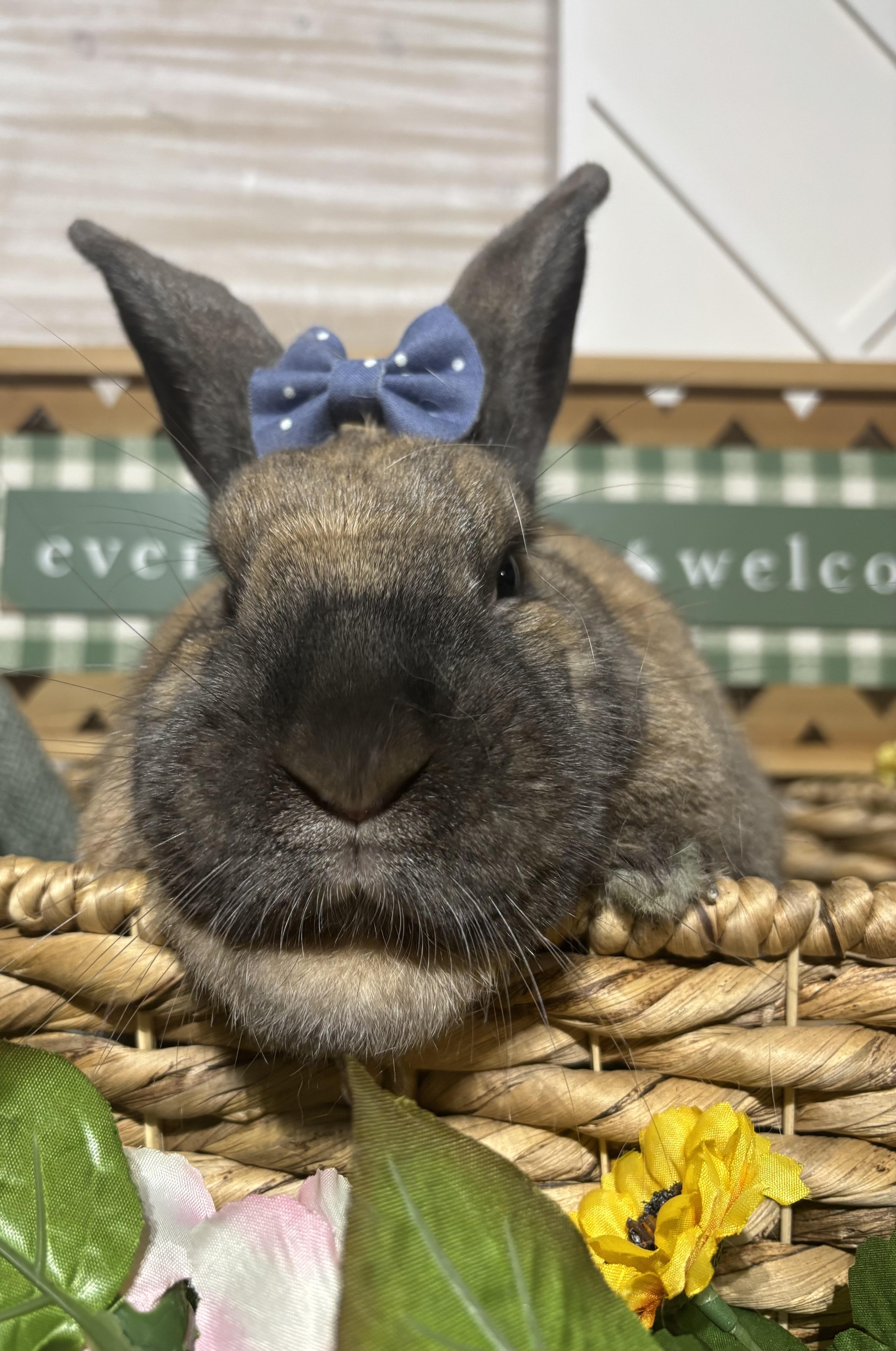 Yarrow: video!!, a ADOPTABLE Cinnamon in Edinburg, PA image 6/6