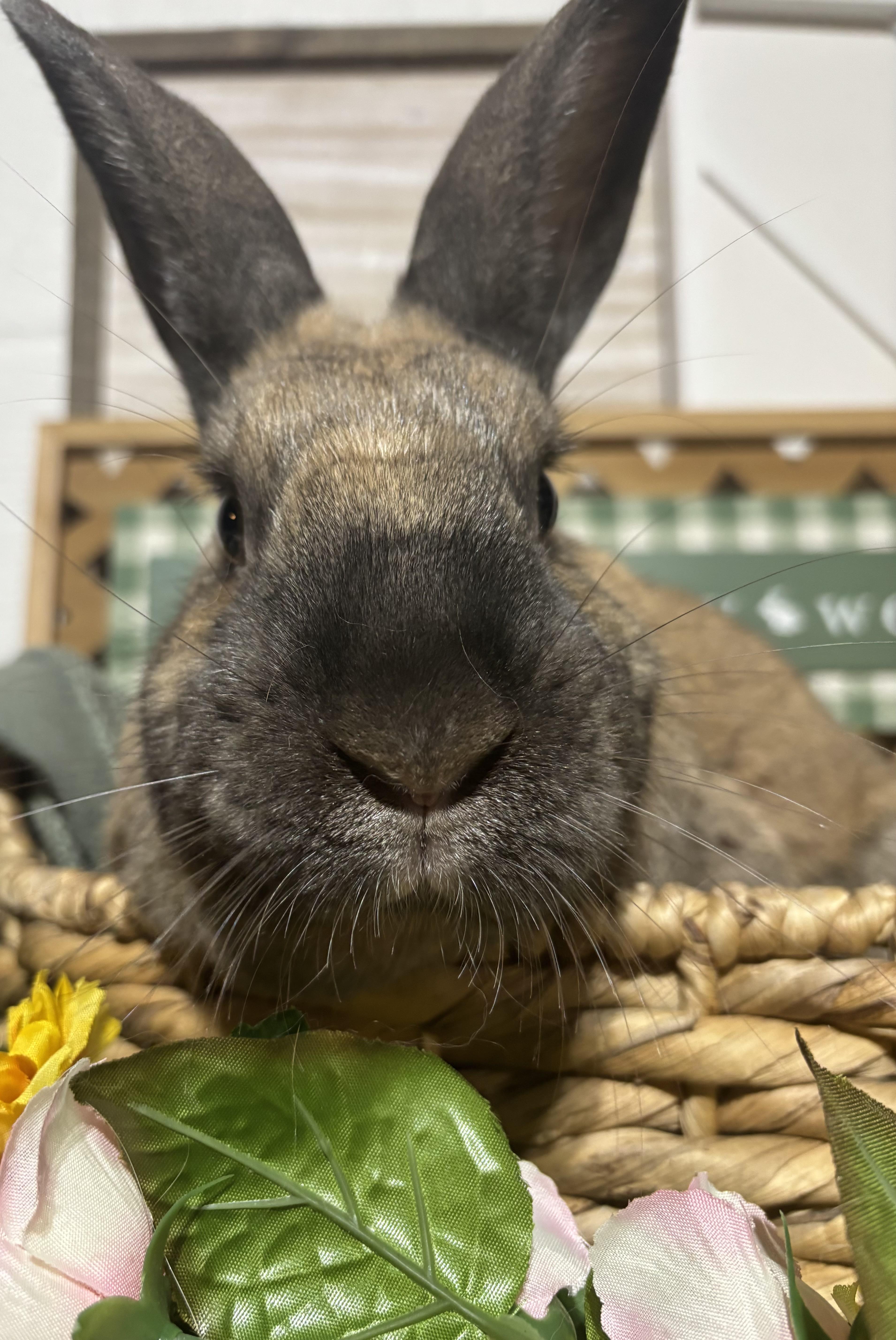 Yarrow: video!!, a ADOPTABLE Cinnamon in Edinburg, PA image 1/6