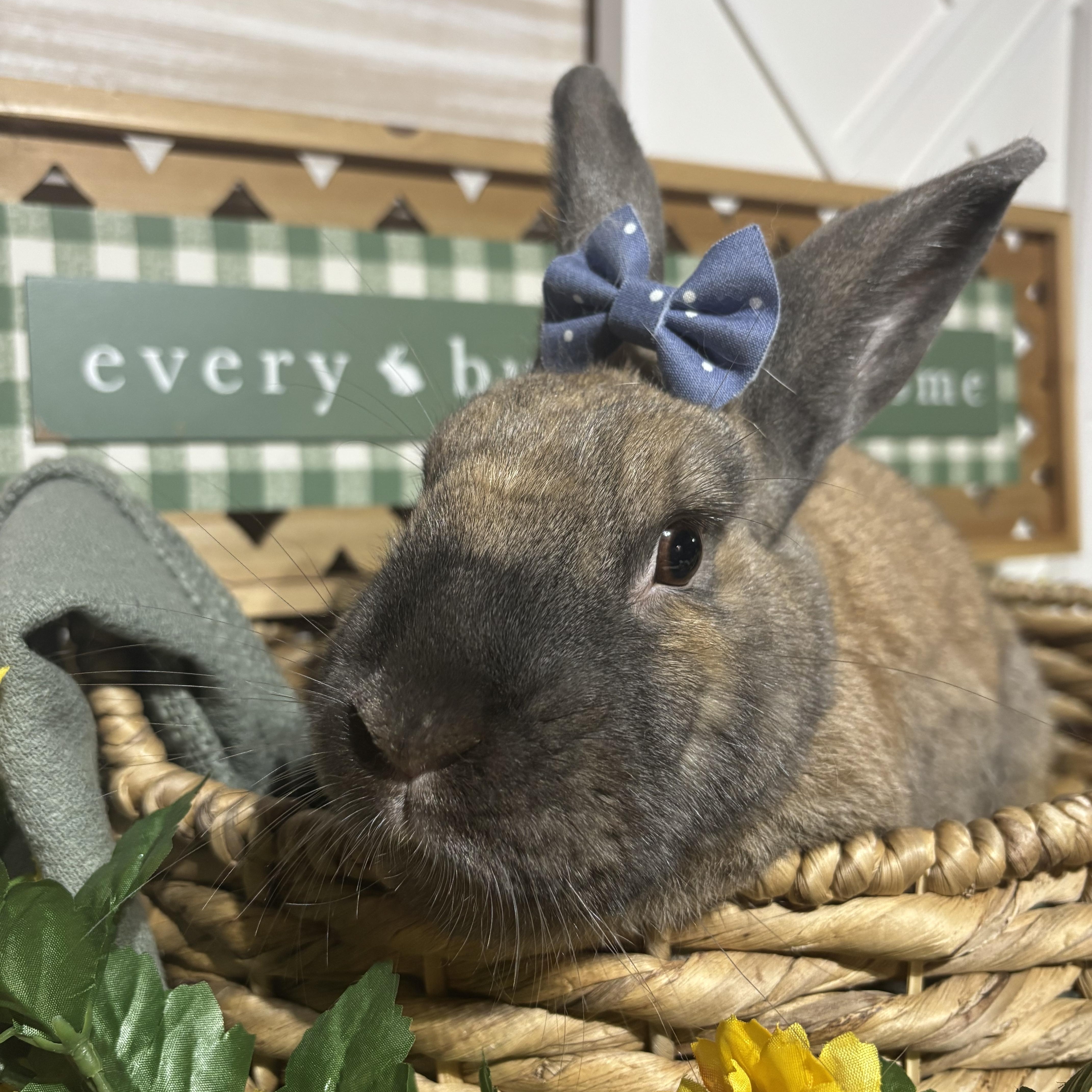 Yarrow: video!!, a ADOPTABLE Cinnamon in Edinburg, PA image 4/6