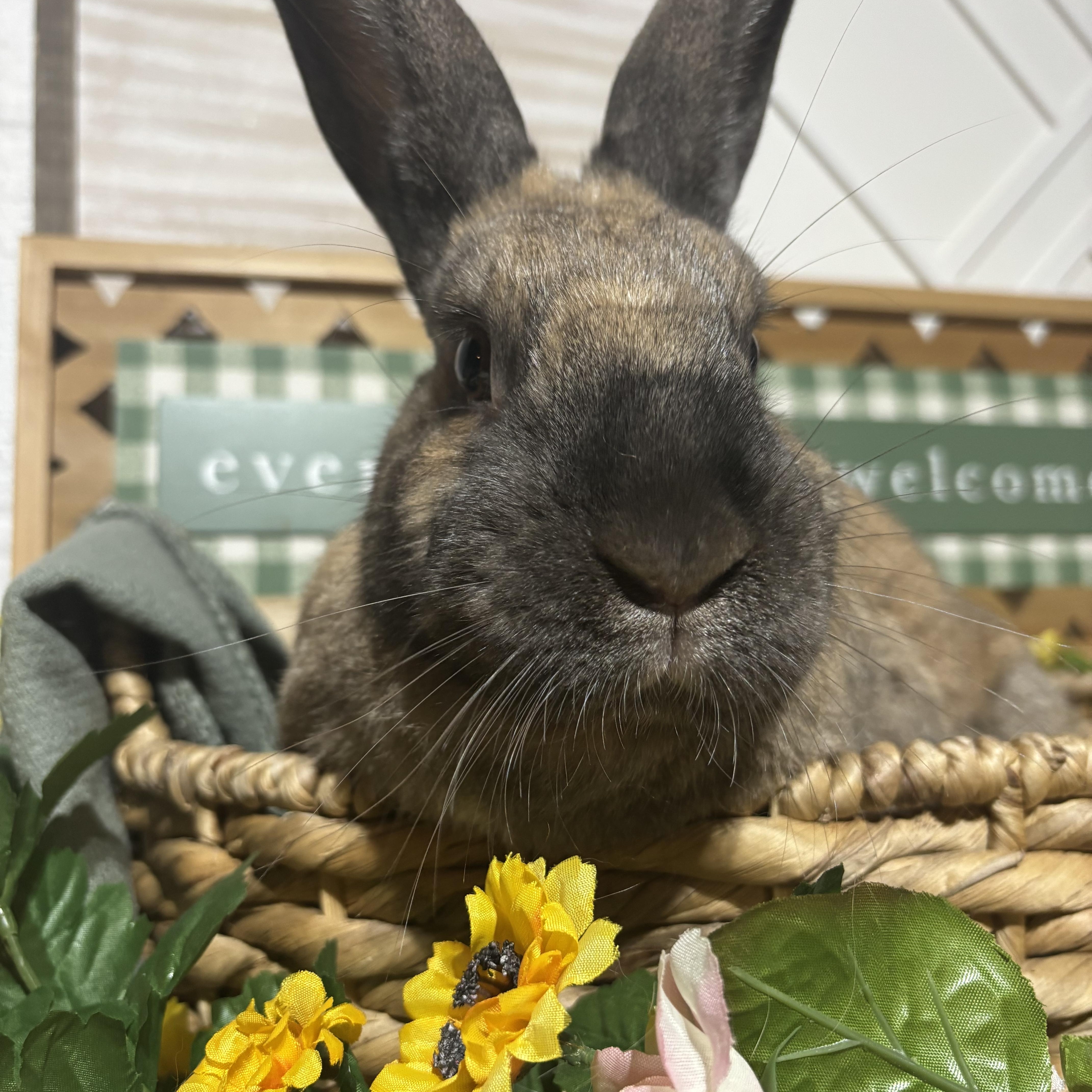 Yarrow: video!!, a ADOPTABLE Cinnamon in Edinburg, PA image 5/6