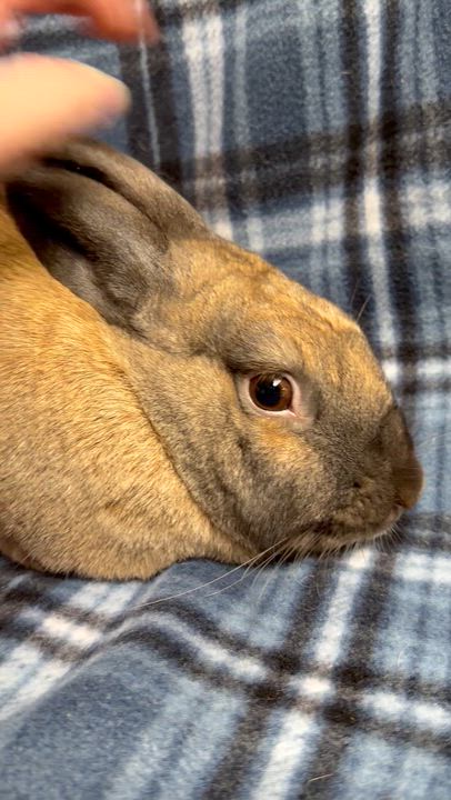 Enlarge Yarrow: video!!, a ADOPTABLE Cinnamon in Edinburg, PA video 3/6