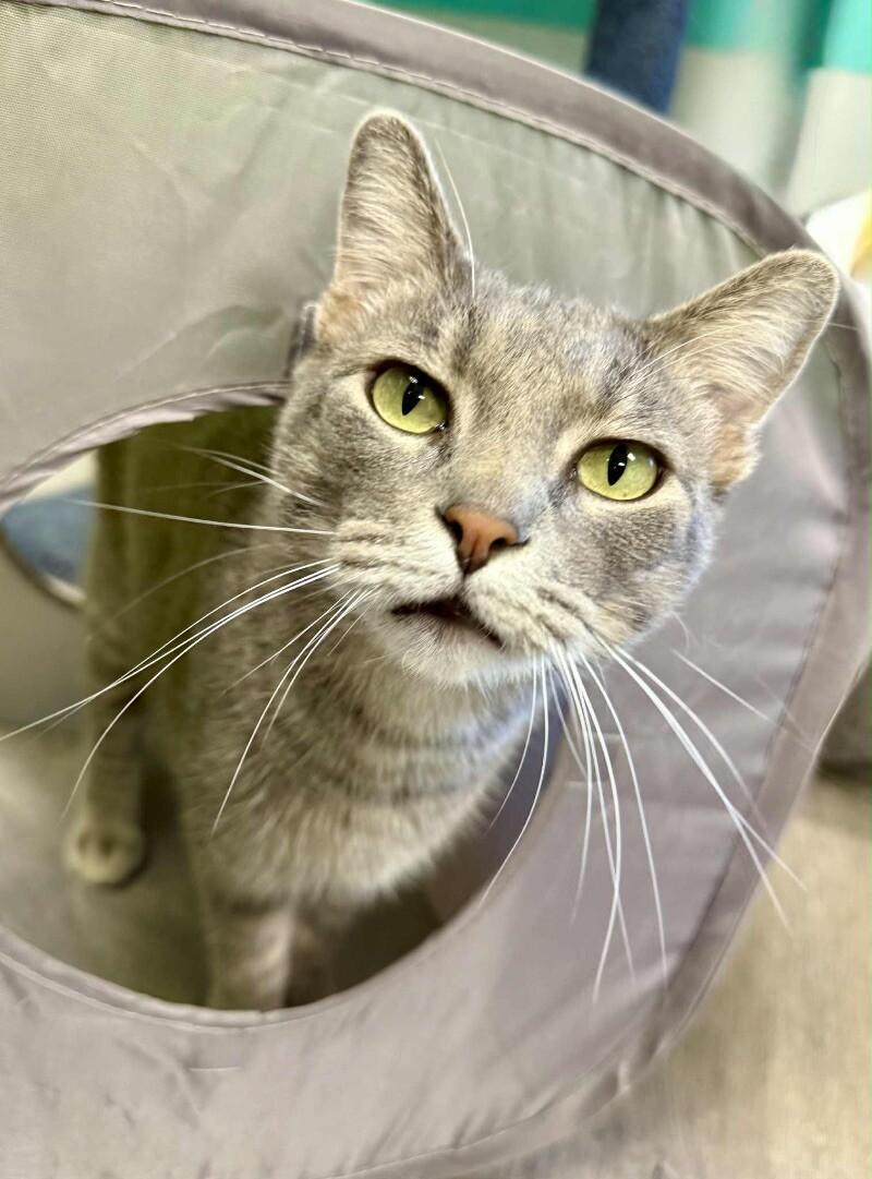 Bear, Adoptable, Adult Male Tabby.