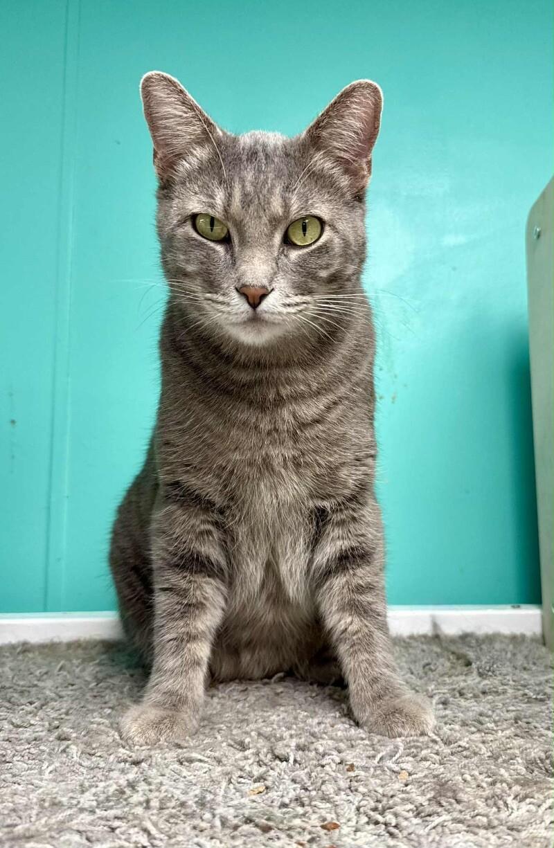 Bear, a Adoptable Tabby in Belton, MO image 2/6