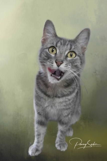 Bear, a Adoptable Tabby in Belton, MO image 3/6