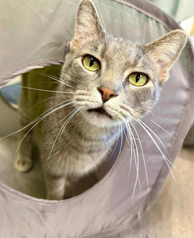 Bear, a Adoptable Tabby in Belton, MO image 4/6