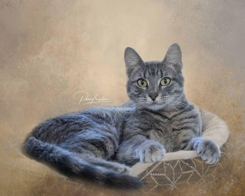 Bear, a Adoptable Tabby in Belton, MO image 5/6