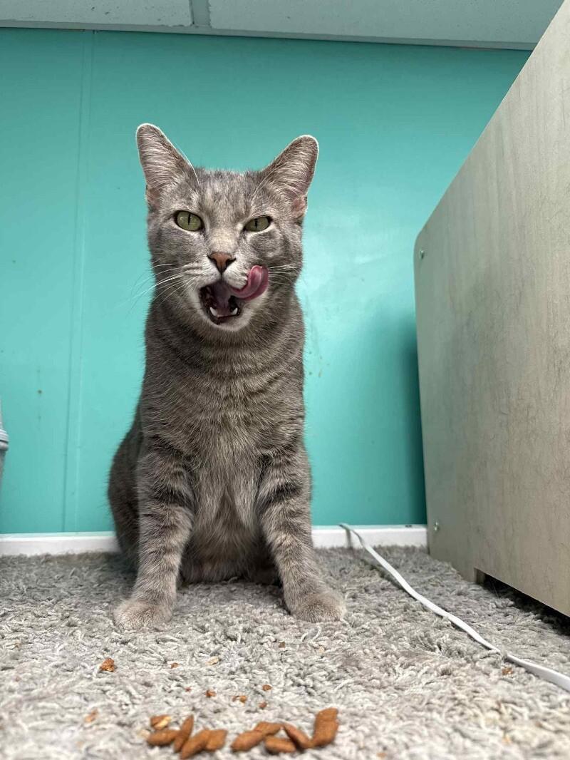 Bear, a Adoptable Tabby in Belton, MO image 6/6