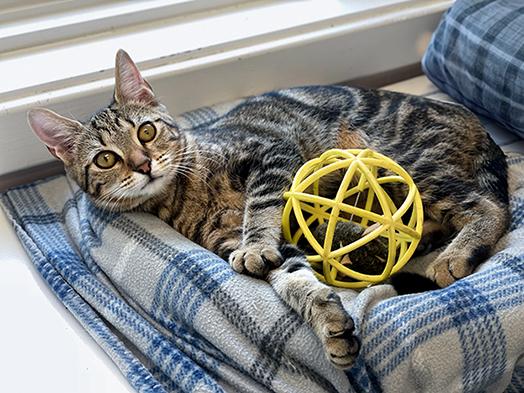 Enlarge Pepper, a Adoptable Domestic Short Hair in Charles Town, WV image 4/6