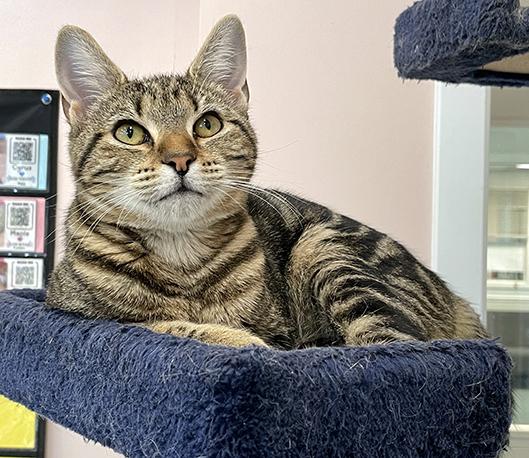 Pepper, Adoptable, Kitten Female Domestic Short Hair.