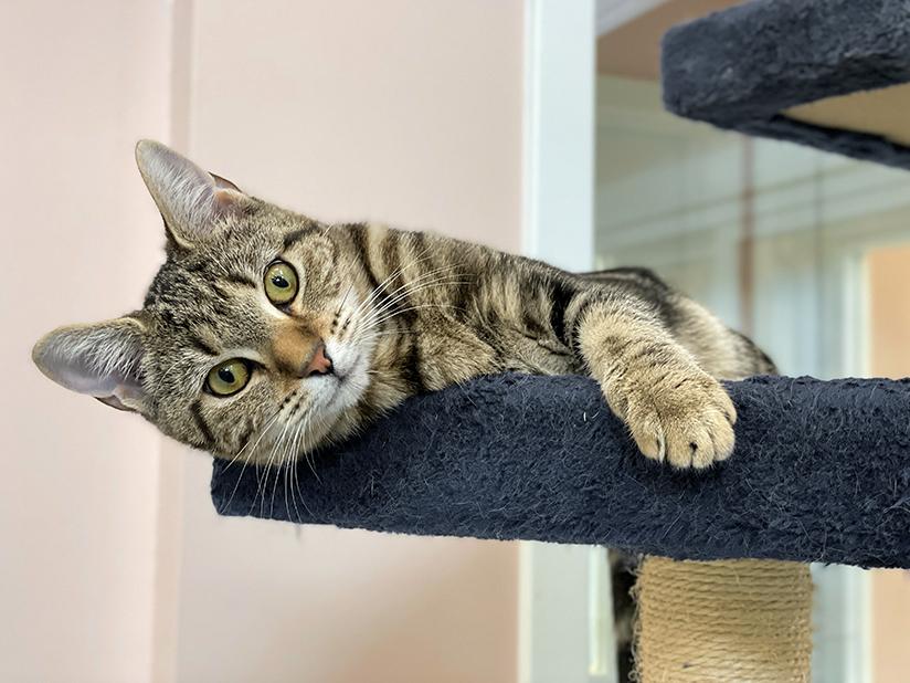 Enlarge Pepper, a Adoptable Domestic Short Hair in Charles Town, WV image 2/6