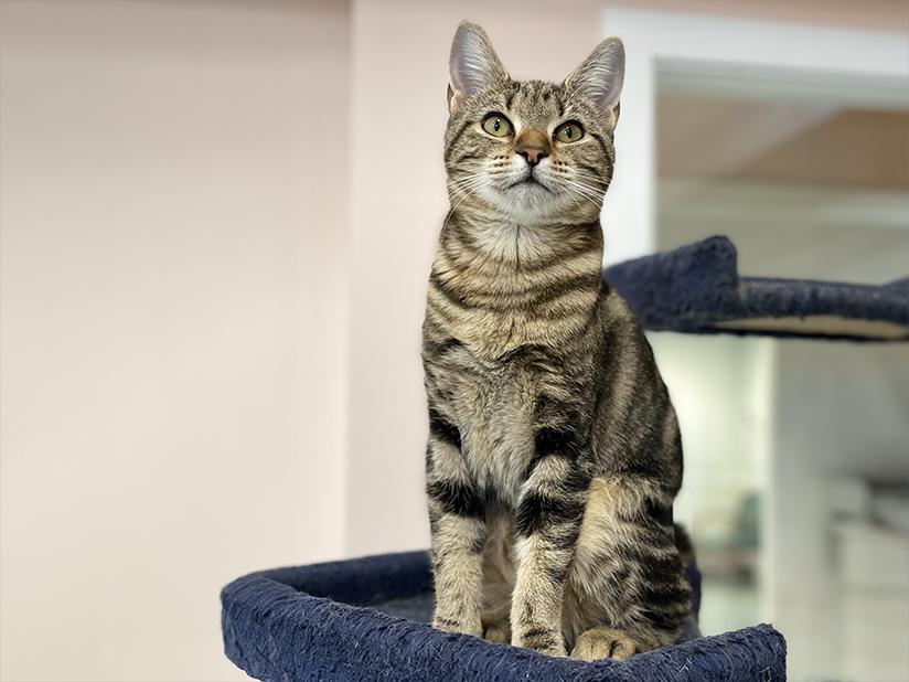 Enlarge Pepper, a Adoptable Domestic Short Hair in Charles Town, WV image 3/6