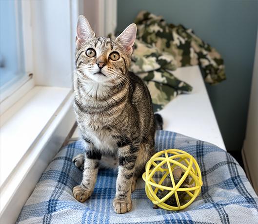 Enlarge Pepper, a Adoptable Domestic Short Hair in Charles Town, WV image 5/6