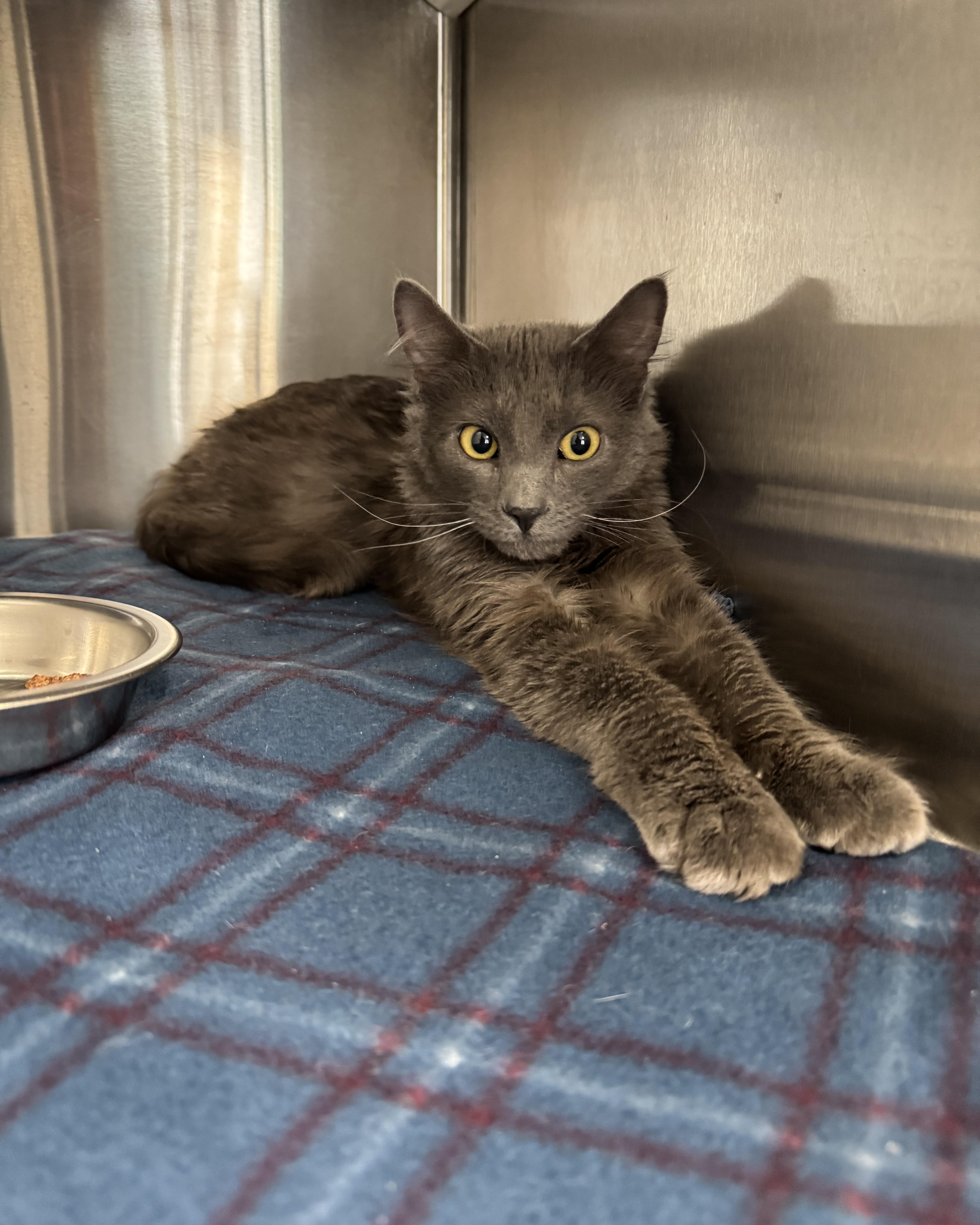 Enlarge Gumby, an adopted Domestic Medium Hair in Seneca, PA image 2/4
