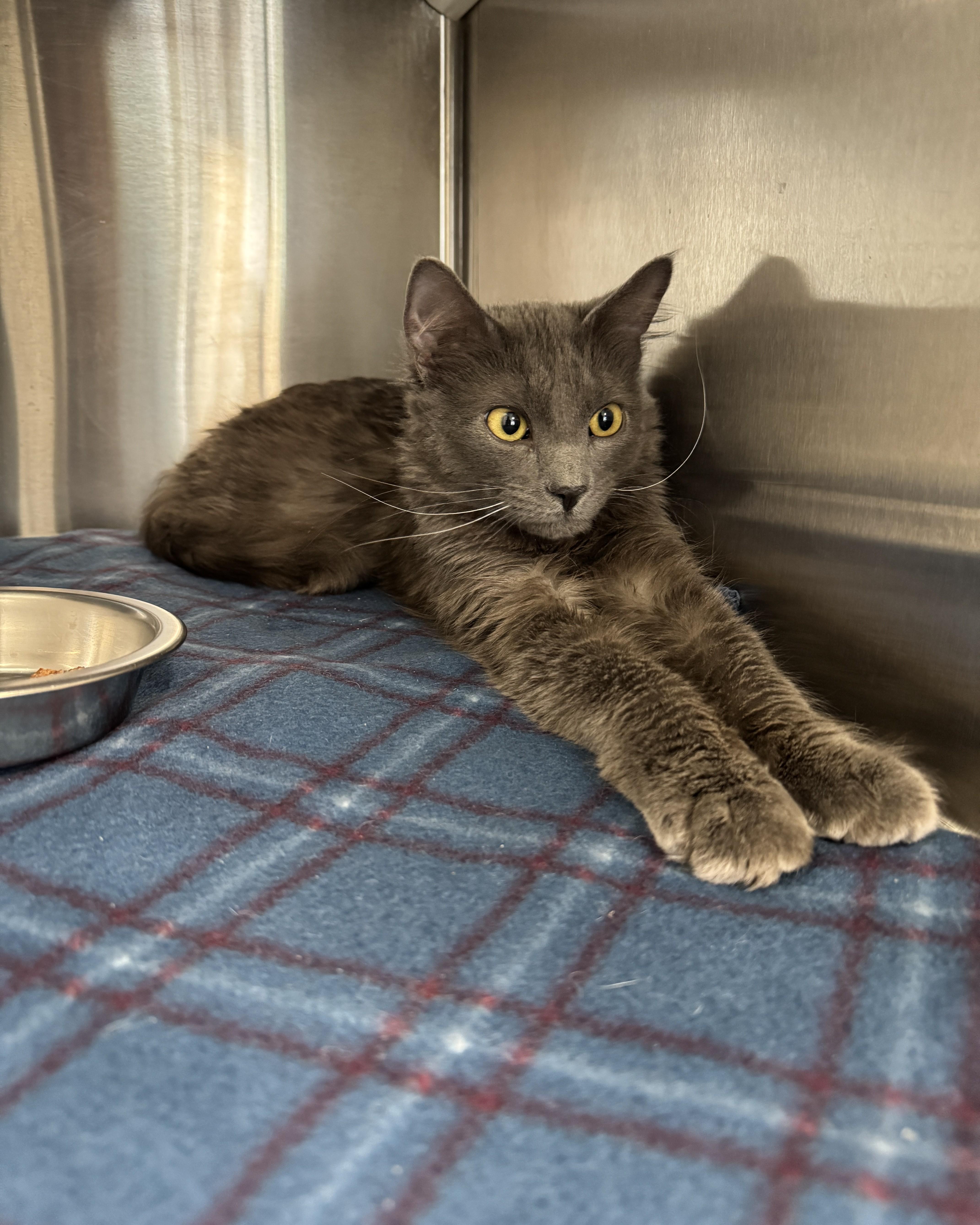 Enlarge Gumby, an adopted Domestic Medium Hair in Seneca, PA image 3/4