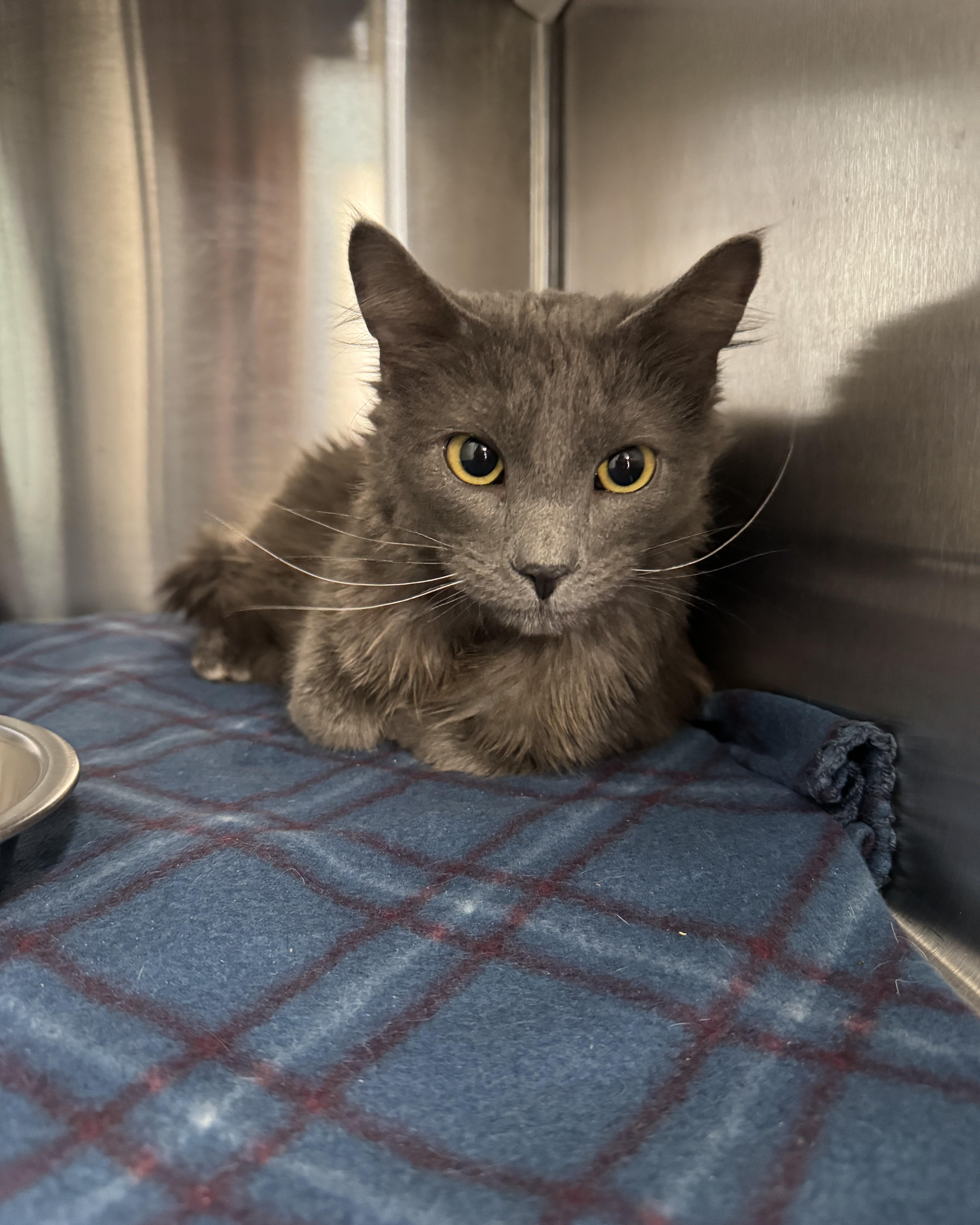 Enlarge Gumby, an adopted Domestic Medium Hair in Seneca, PA image 4/4
