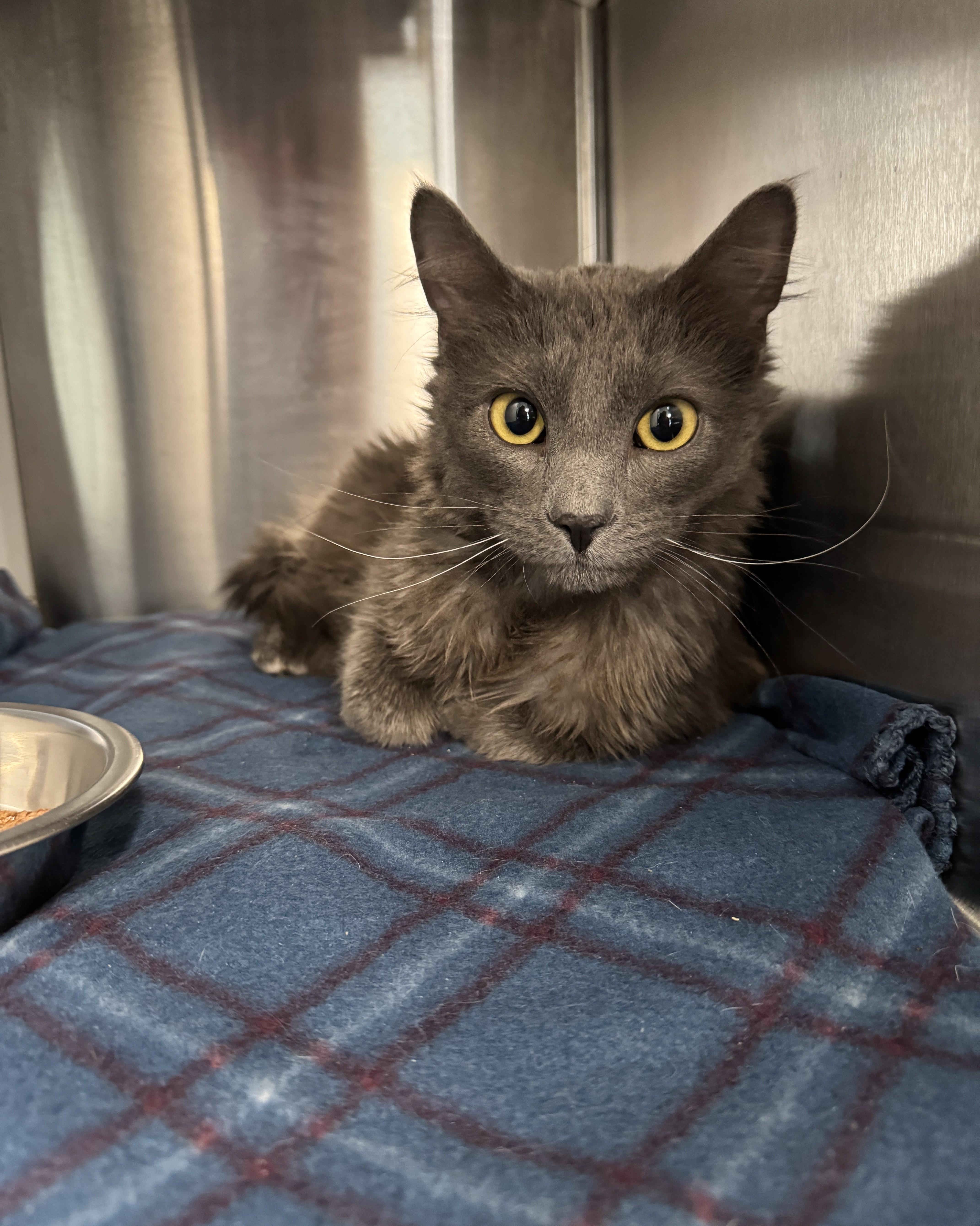 Gumby, adopted, Kitten Male Domestic Medium Hair.