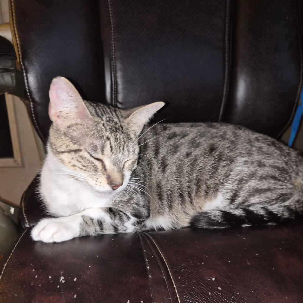 Enlarge Snacks, a Adoptable Domestic Short Hair in San Antonio, TX image 5/6