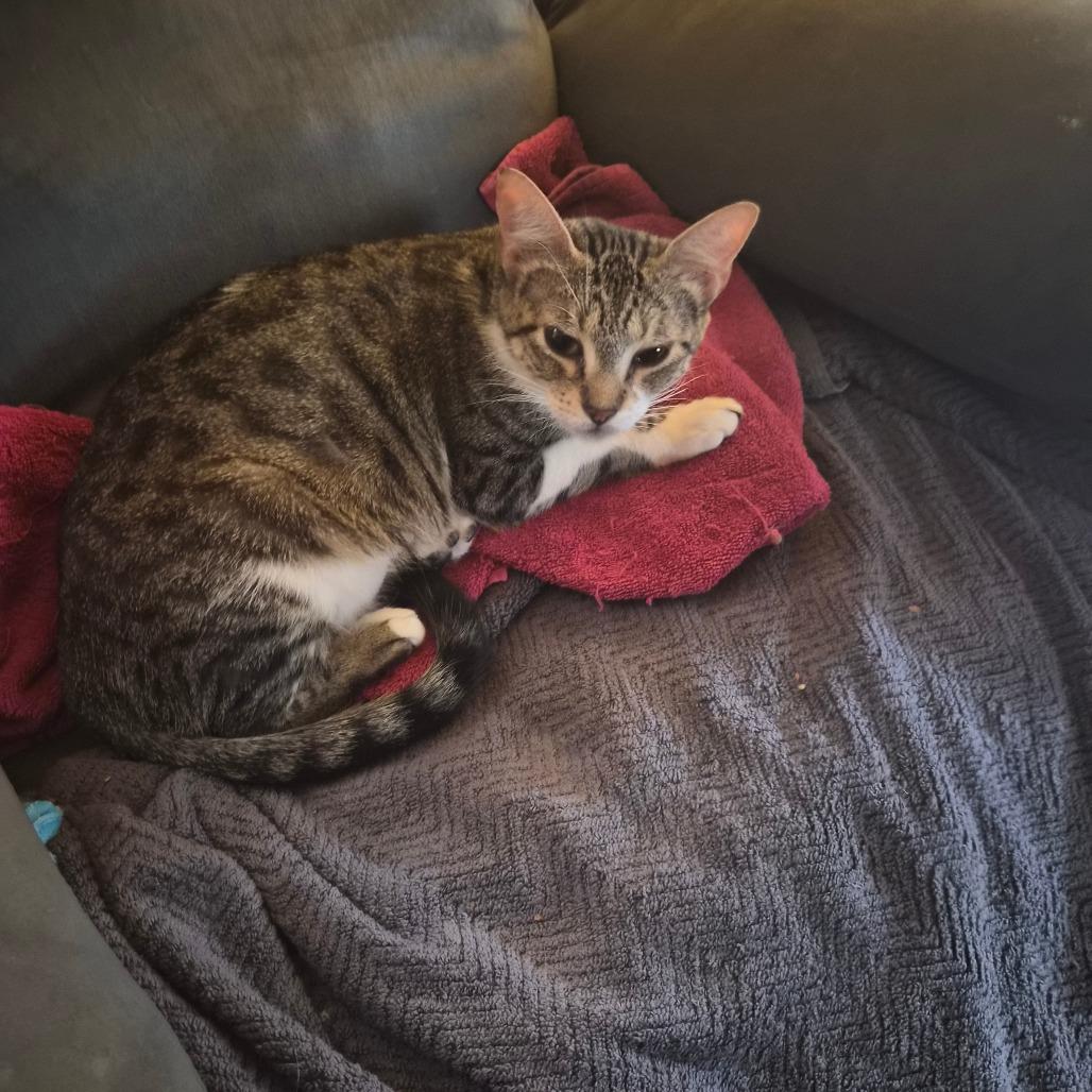 Enlarge Snacks, a Adoptable Domestic Short Hair in San Antonio, TX image 6/6
