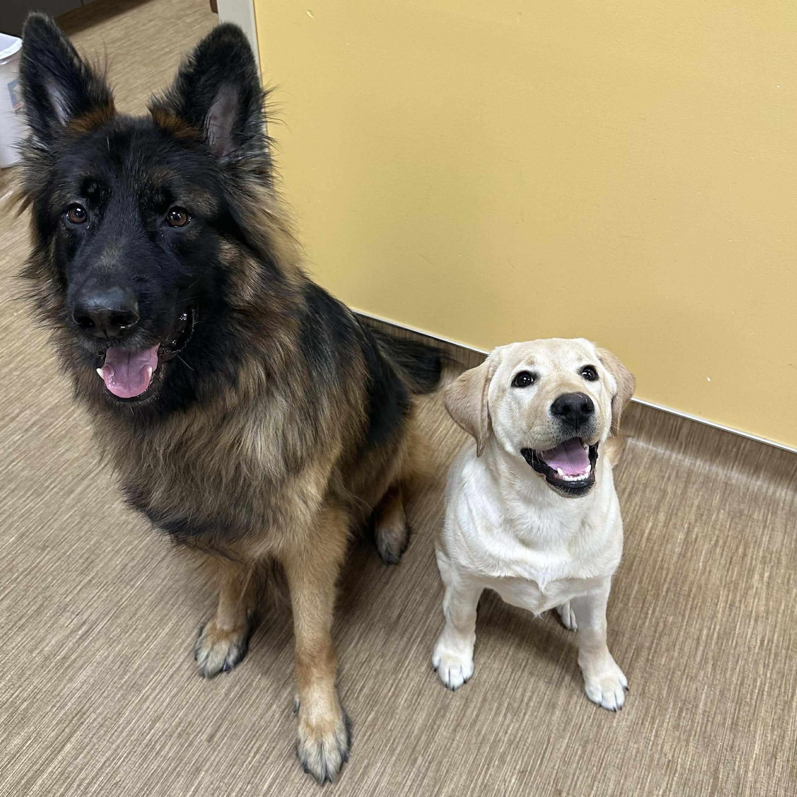 Enlarge Sedona, a ADOPTABLE Labrador Retriever in Rochester, NY image 4/6