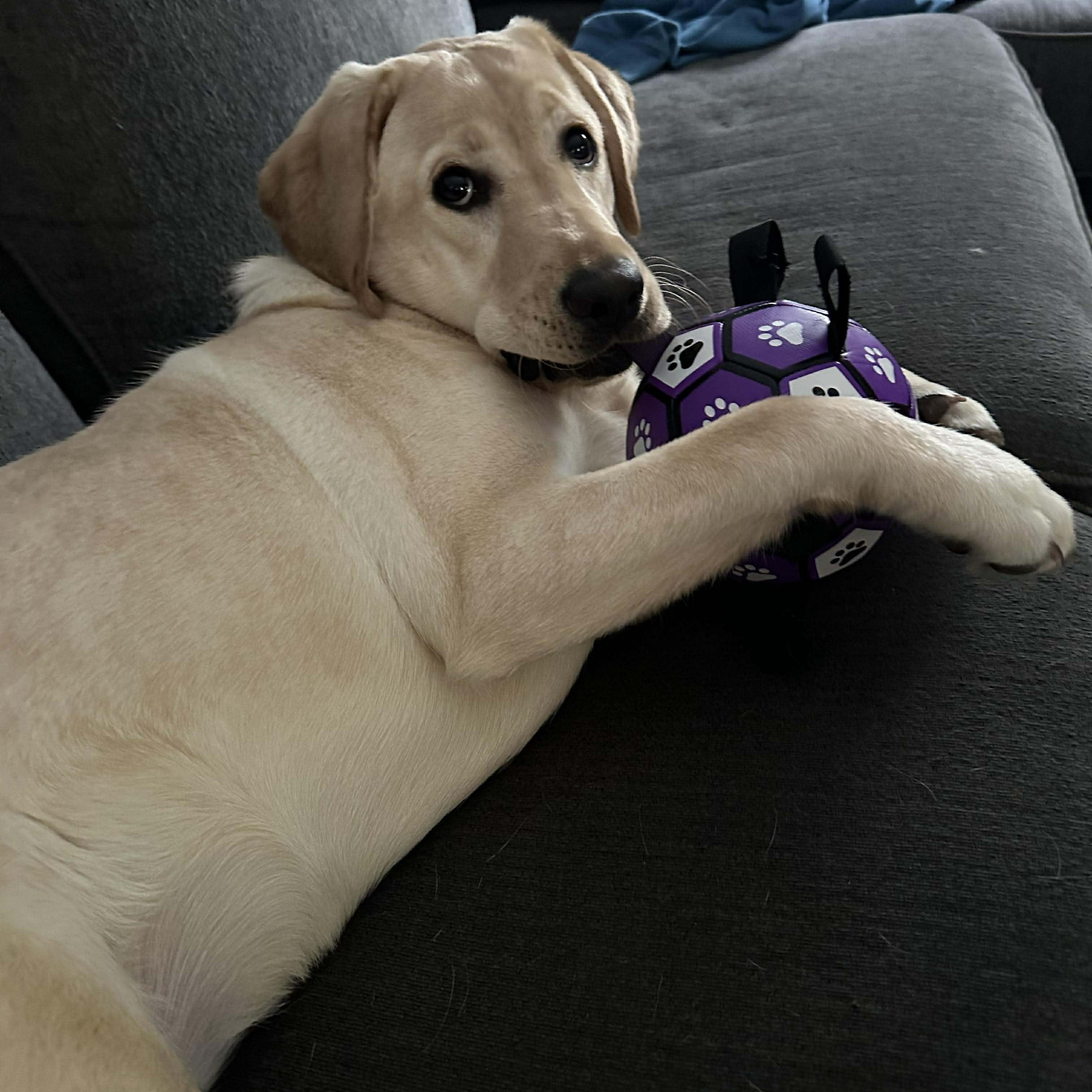 Enlarge Sedona, a ADOPTABLE Labrador Retriever in Rochester, NY image 2/6