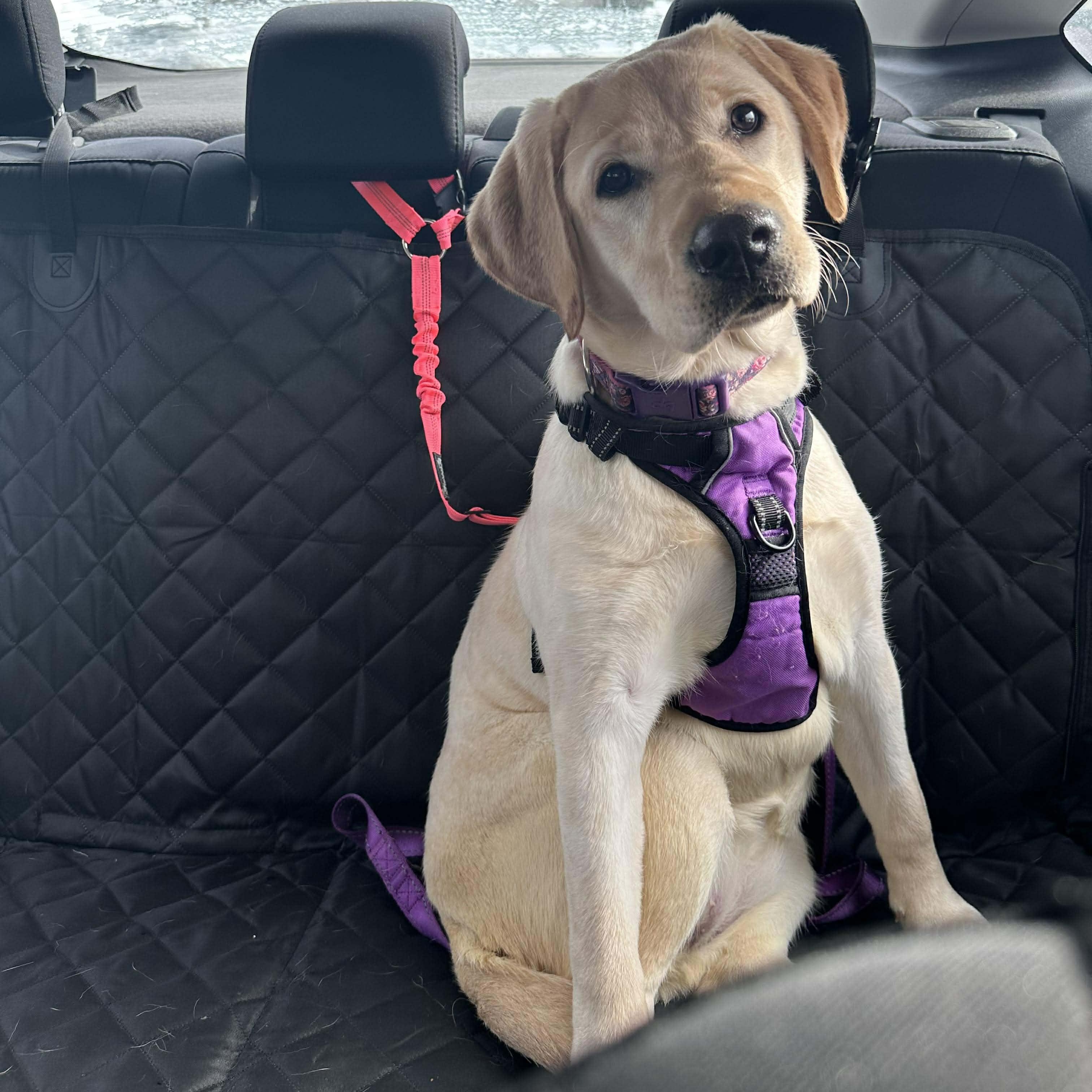 Enlarge Sedona, a ADOPTABLE Labrador Retriever in Rochester, NY image 1/6