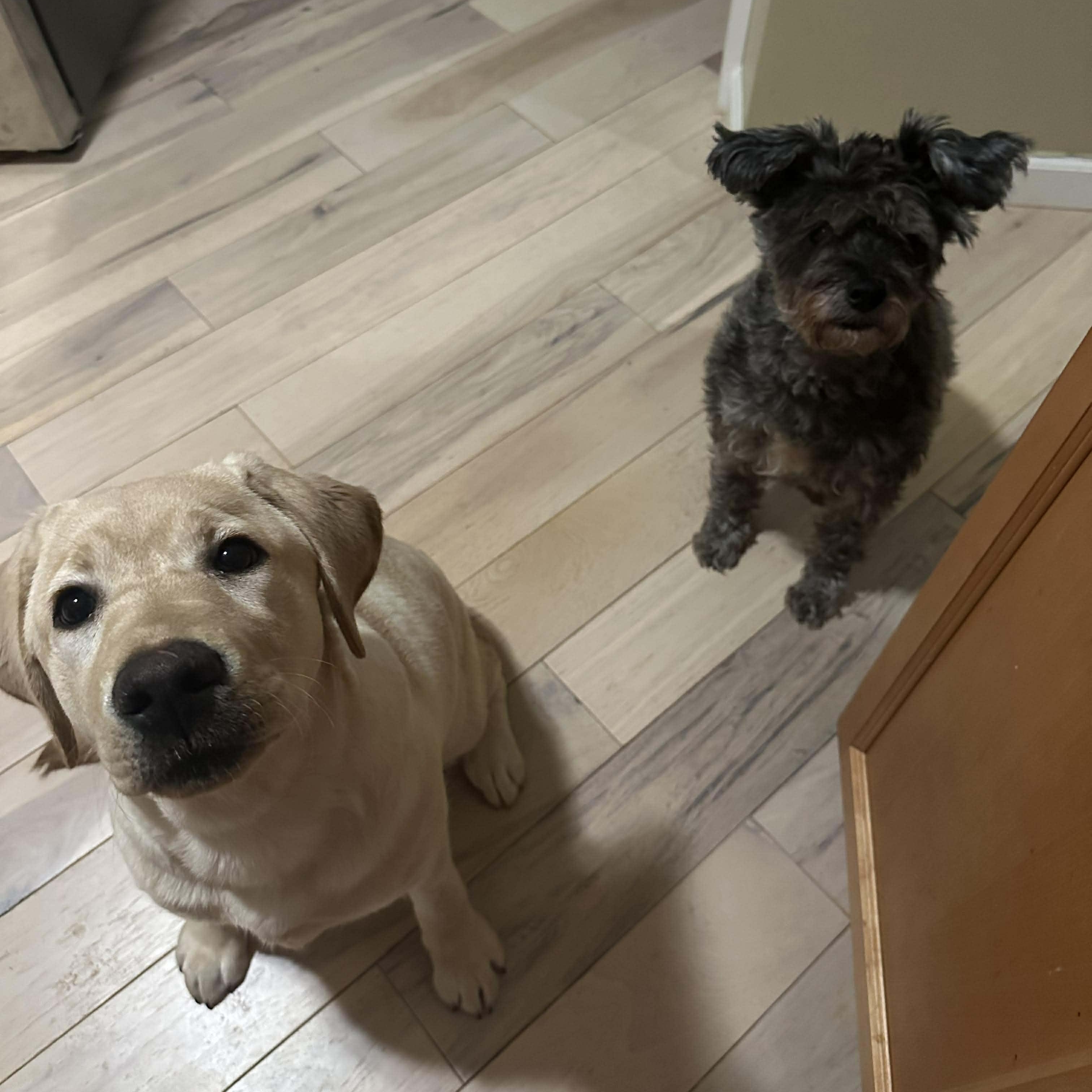 Enlarge Sedona, a ADOPTABLE Labrador Retriever in Rochester, NY image 3/6