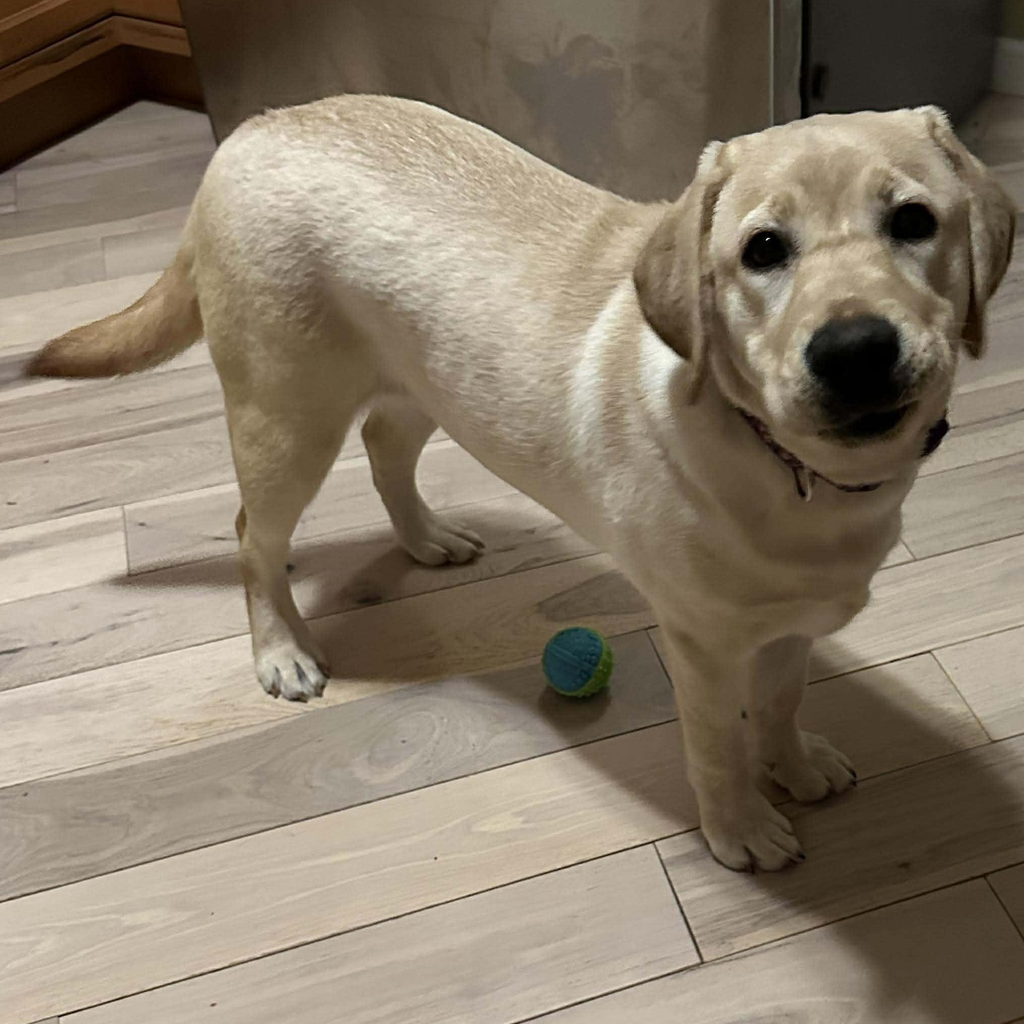 Enlarge Sedona, a ADOPTABLE Labrador Retriever in Rochester, NY image 5/6
