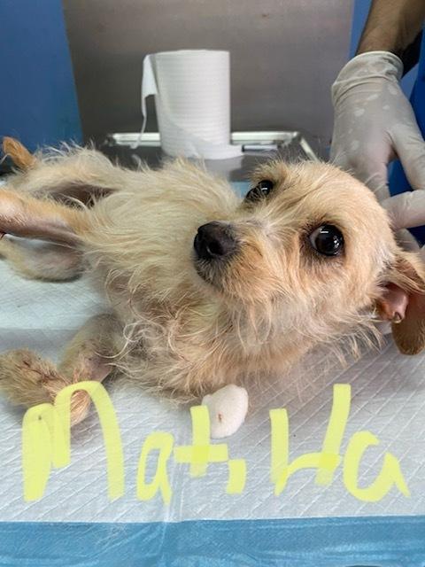 Enlarge Matilda, a Adopted Terrier in Bonita, CA image 1/1