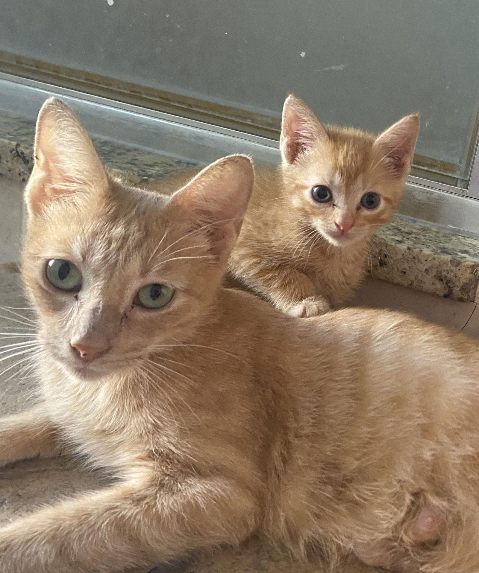 Goldie, Adoptable, Adult Female American Shorthair.