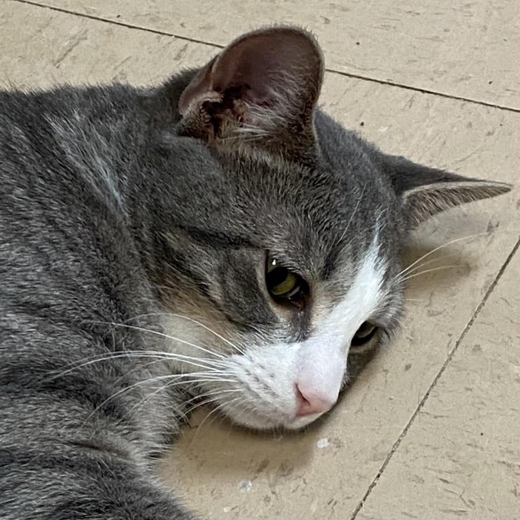 Silver, Adoptable, Adult Male Domestic Short Hair.