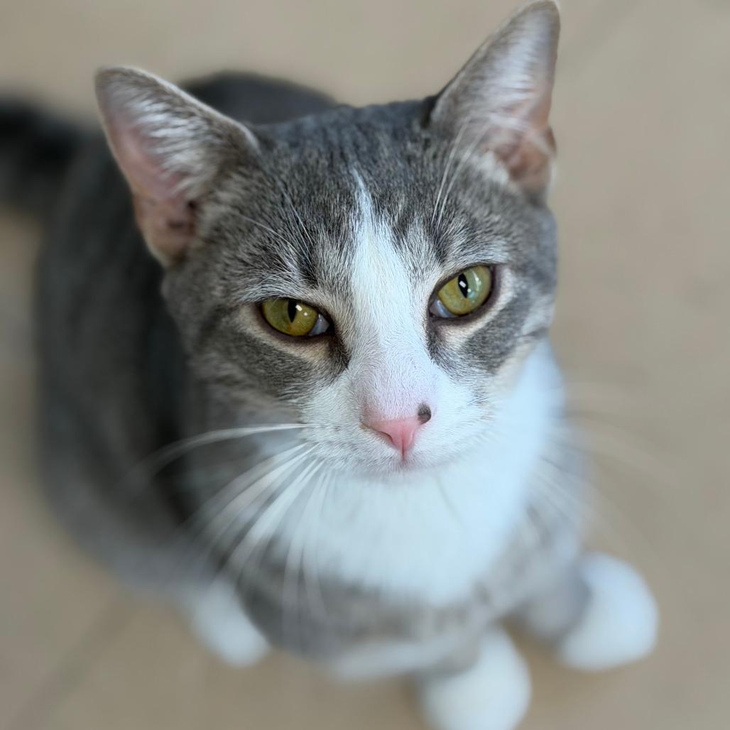 Enlarge Silver, a Adoptable Domestic Short Hair in Greensboro, GA image 1/6