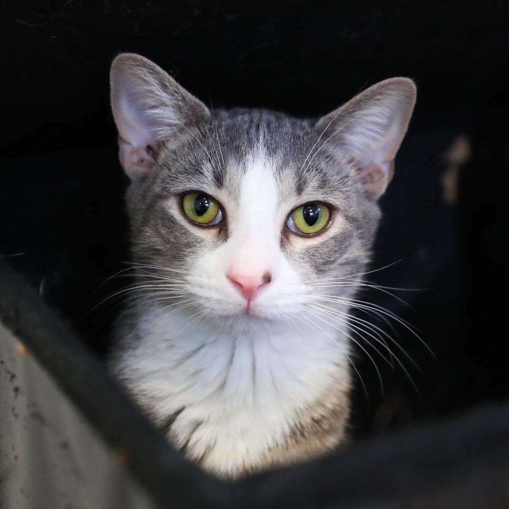 Enlarge Silver, a Adoptable Domestic Short Hair in Greensboro, GA image 2/6