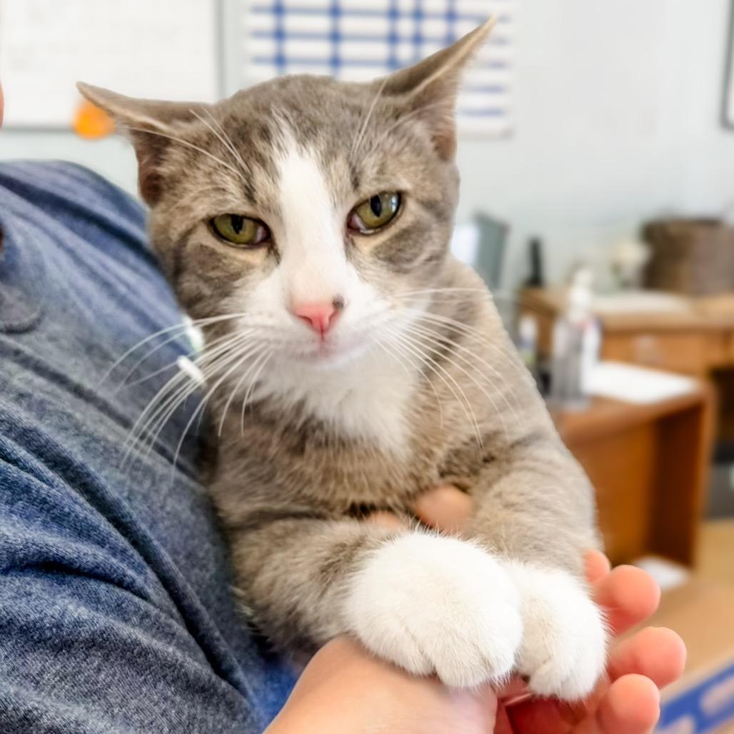 Enlarge Silver, a Adoptable Domestic Short Hair in Greensboro, GA image 4/6