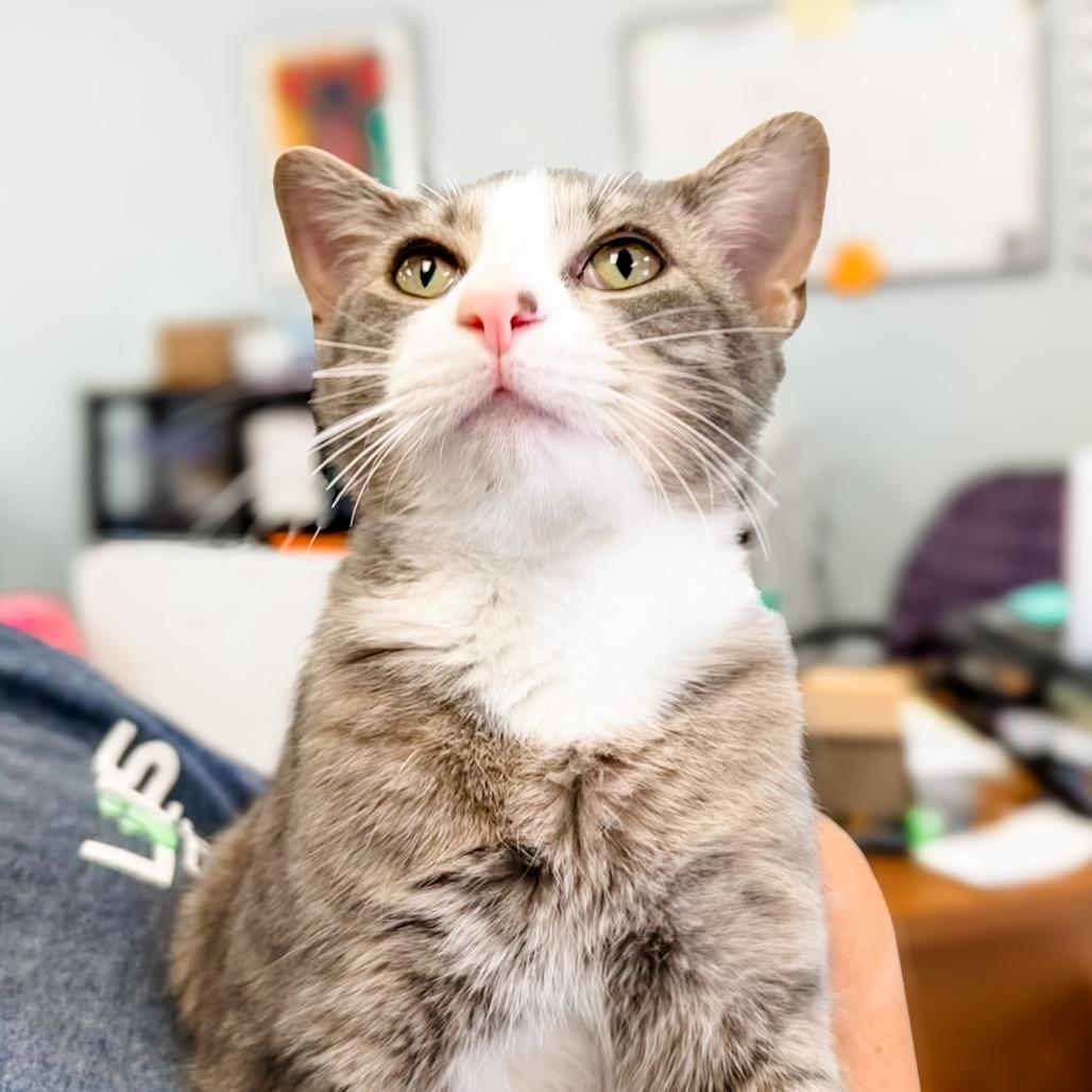 Enlarge Silver, a Adoptable Domestic Short Hair in Greensboro, GA image 6/6